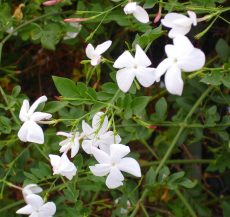 gelsomino officinale