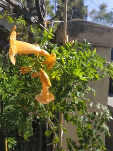 bignonia capensis