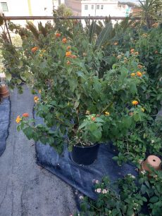 lantana camara