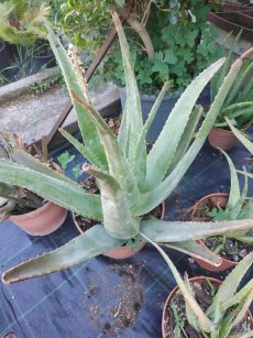 aloe vera
