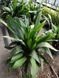 aspidistra