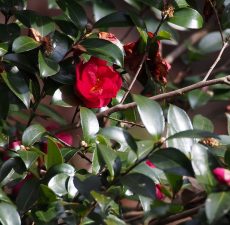 camelia japonica