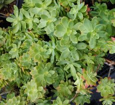 sedum palmeri