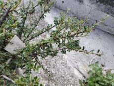 cotoneaster horizontalis