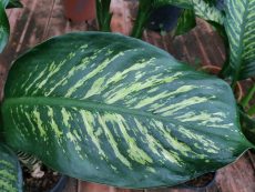 dieffenbachia