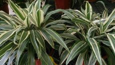 dracaena deremensis