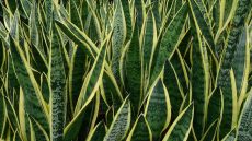 sansevieria trifasciata