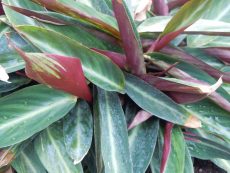 maranta
