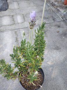 lavandula dentata
