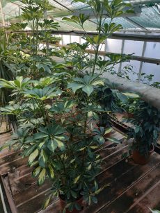 schefflera arboricola