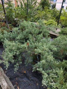 juniperus horizontalis