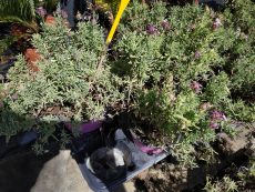lavandula stoechas