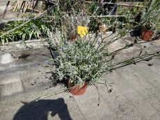 lavandula officinalis