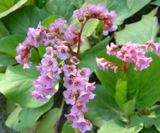 bergenia