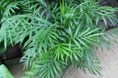 chamaedorea elegans