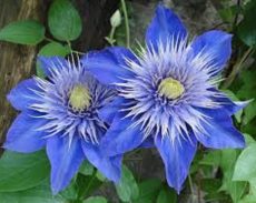 clematis