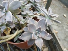 graptopetalum paraguayense