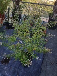 Aloysia citriodora