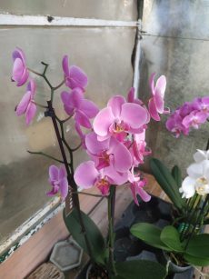 phalaenopsis