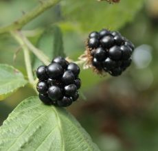 Frutti di bosco