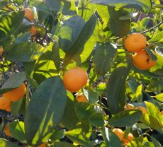 calamondino