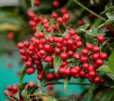ardisia crenata