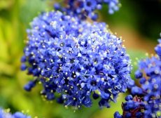 ceanothus