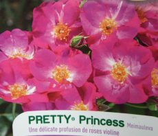 pretty princess