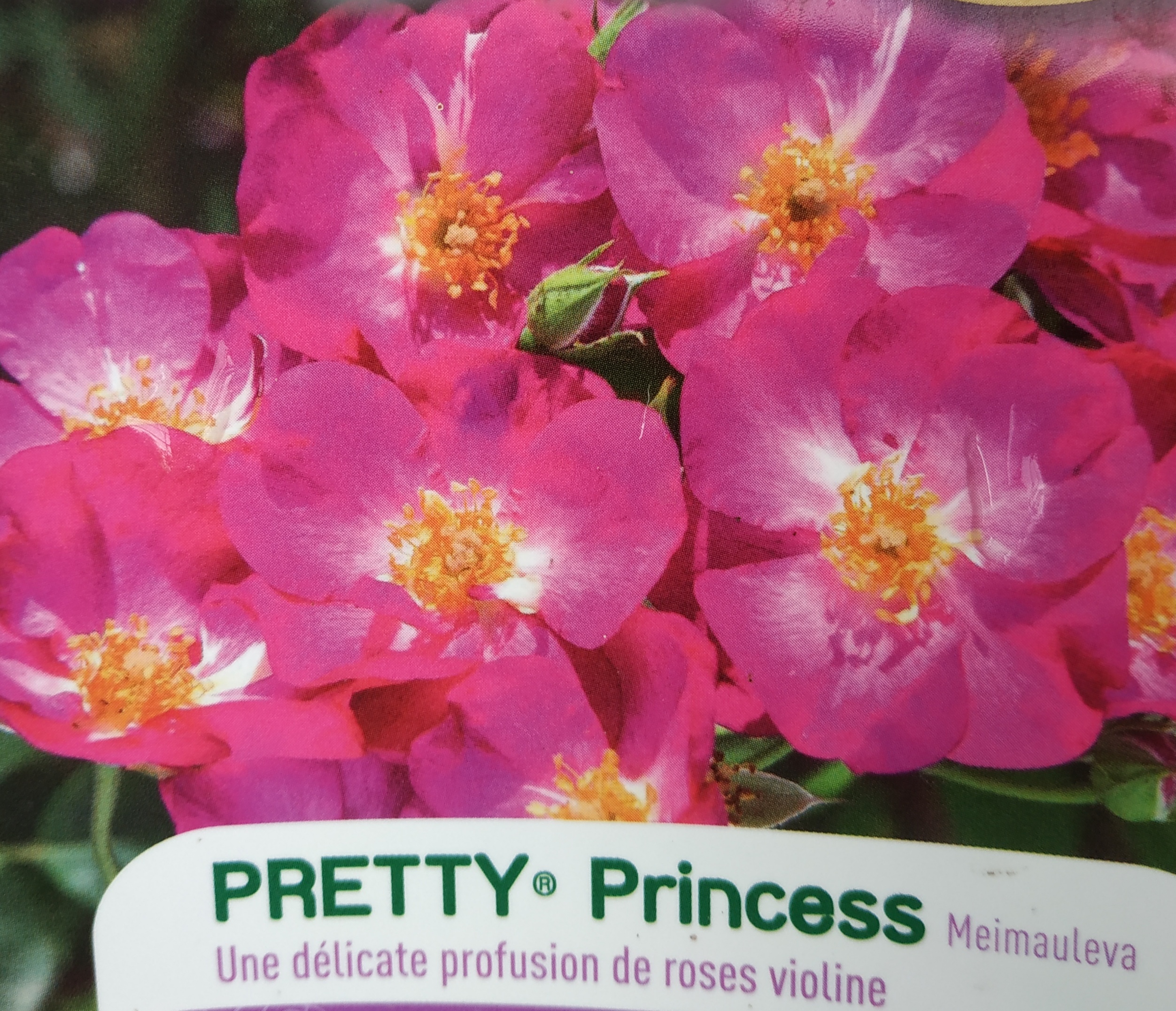 pretty princess