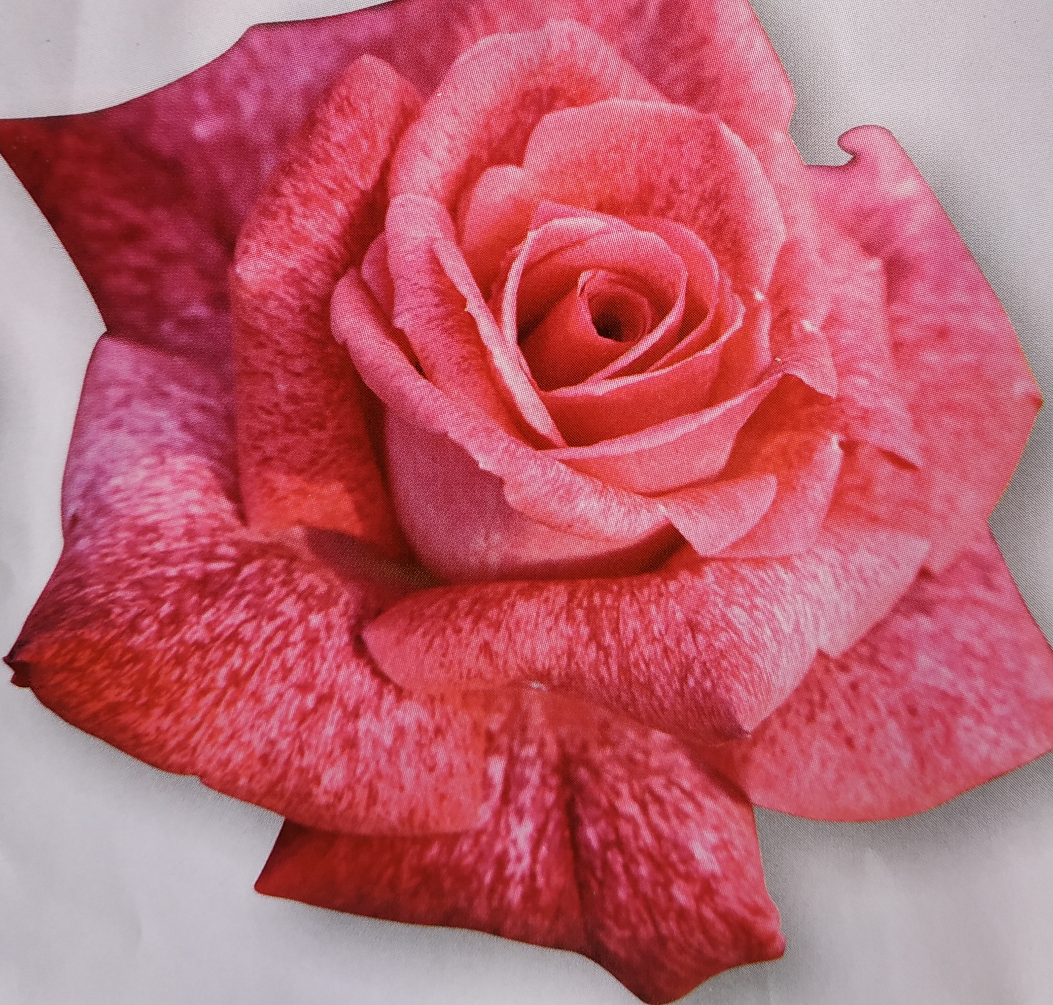 pierre cardin