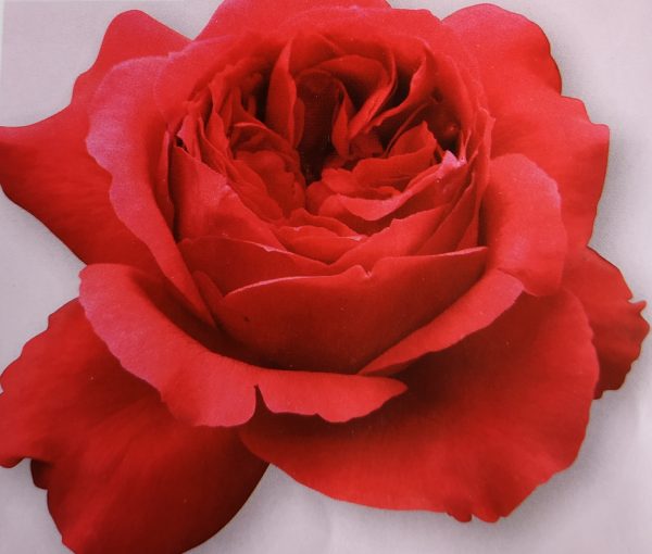 ruban rouge