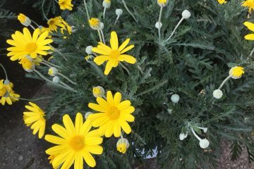 euryops pectinatus IMG-20190302-WA0004